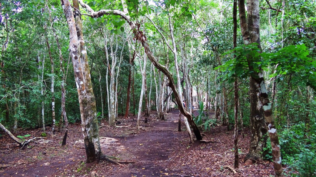 Foto: Zona Arqueológica de Cobá - Cobá (Quintana Roo), México