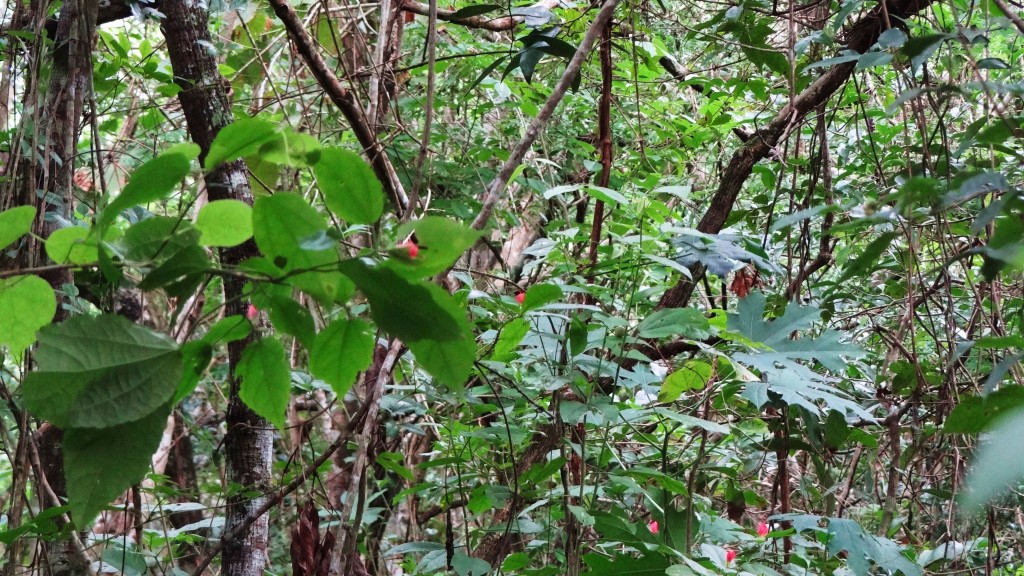 Foto: Zona Arqueológica de Cobá - Cobá (Quintana Roo), México