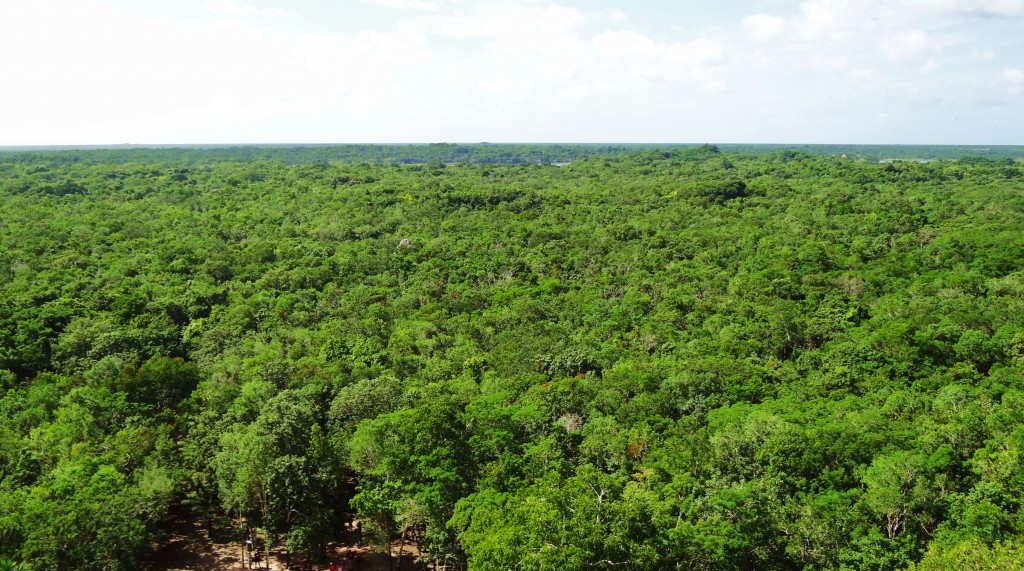 Foto: Selva Maya - Cobá (Quintana Roo), México