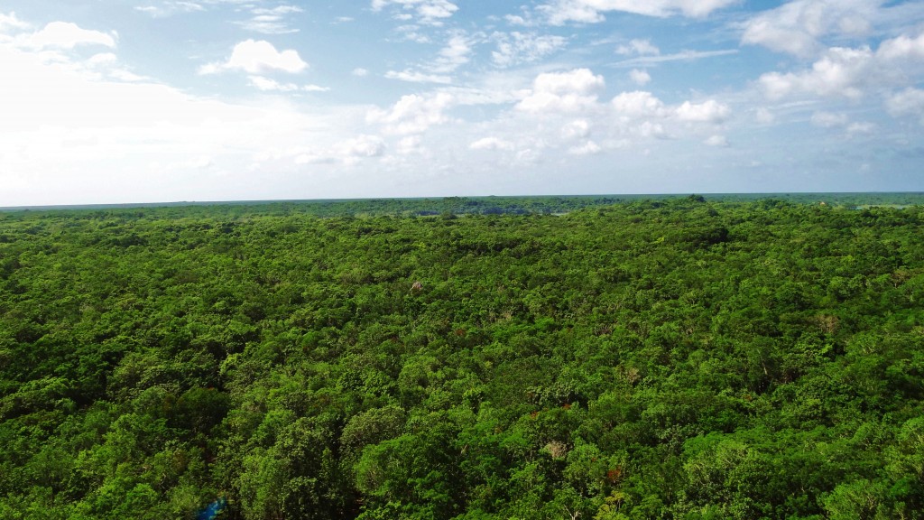 Foto: Selva Maya - Cobá (Quintana Roo), México