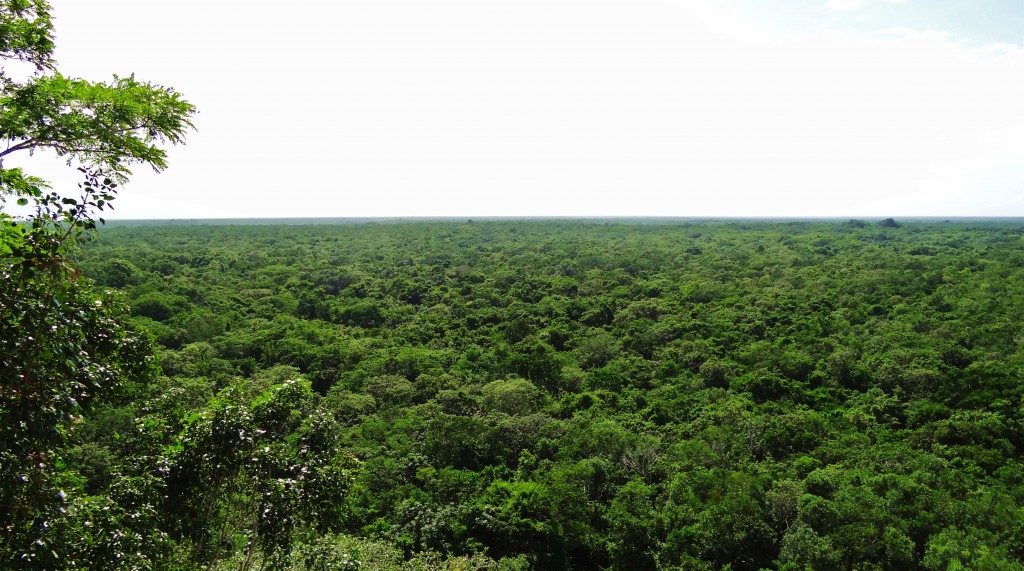 Foto: Selva Maya - Cobá (Quintana Roo), México
