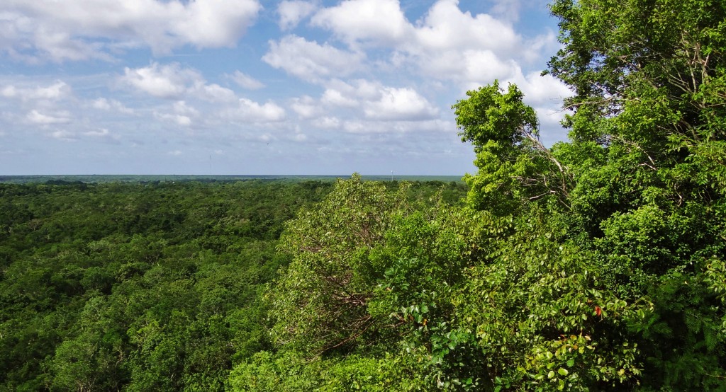 Foto: Selva Maya - Cobá (Quintana Roo), México