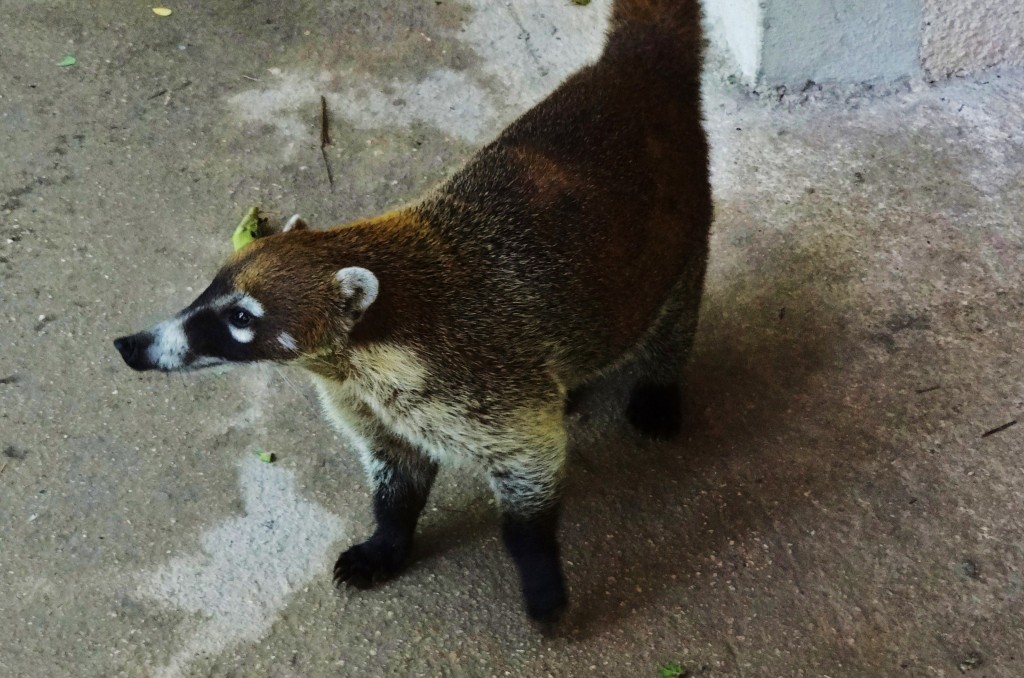 Foto: Parque Nacional Tulum - Tulum (Quintana Roo), México