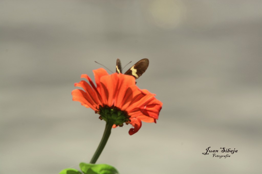 Foto de Alajuela, Costa Rica