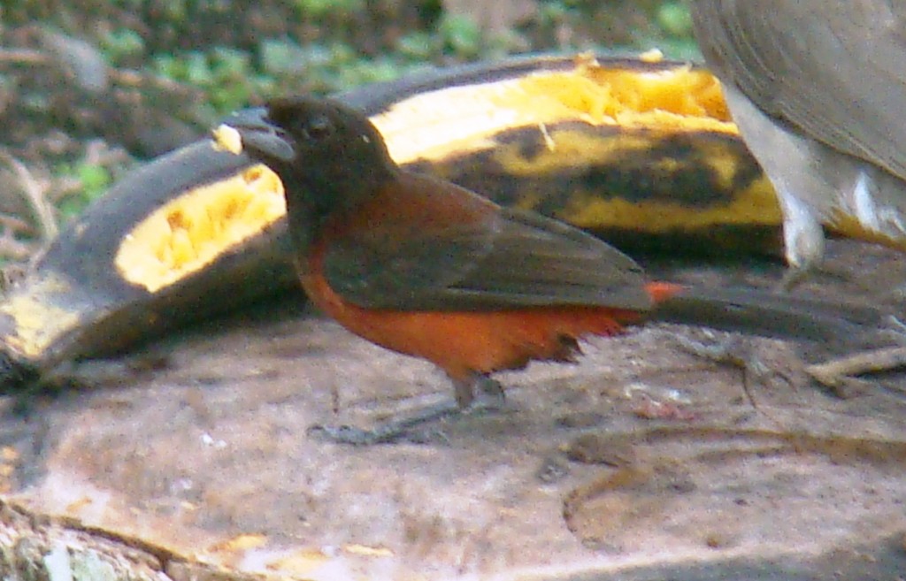 Foto: Toche - La Mesa (Cundinamarca), Colombia