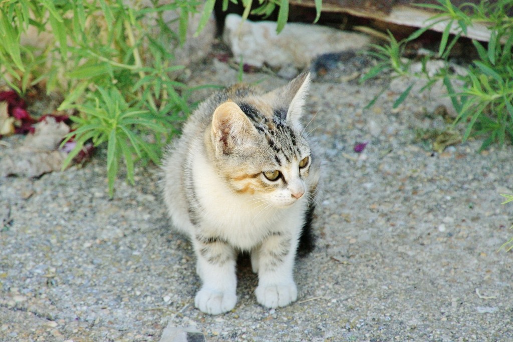 Foto: Gatito - Palazuelos (Guadalajara), España