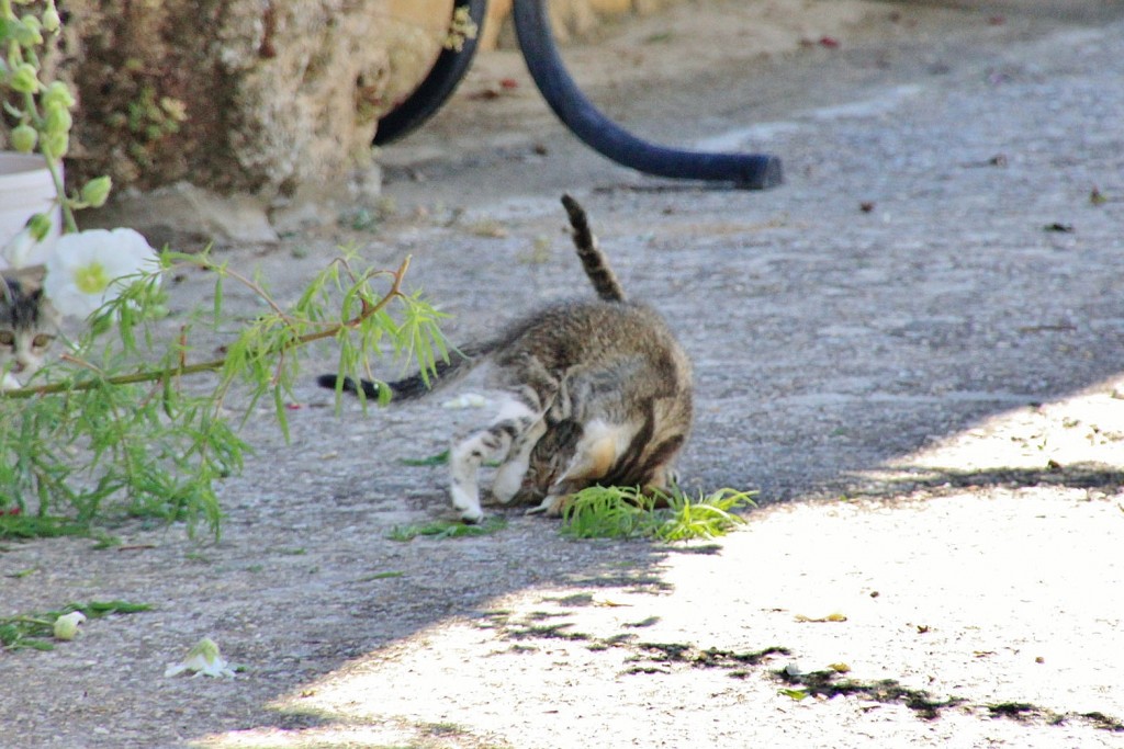 Foto: Gatitos - Palazuelos (Guadalajara), España