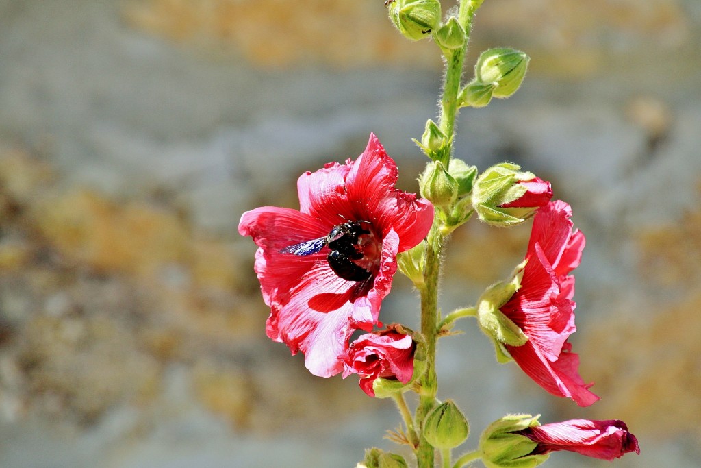 Foto: Bichito - Palazuelos (Guadalajara), España