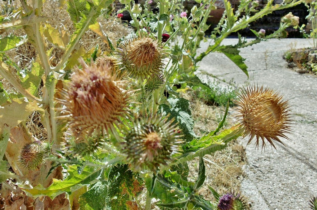 Foto: Recinto amurallado - Palazuelos (Guadalajara), España
