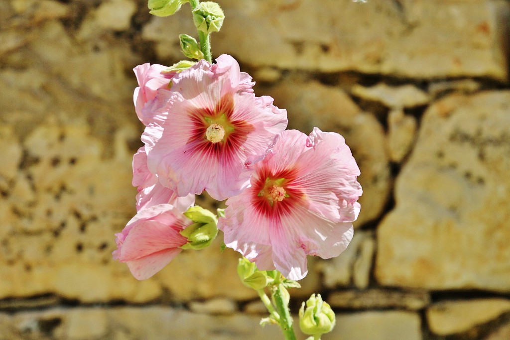 Foto: Un poco de color - Palazuelos (Guadalajara), España