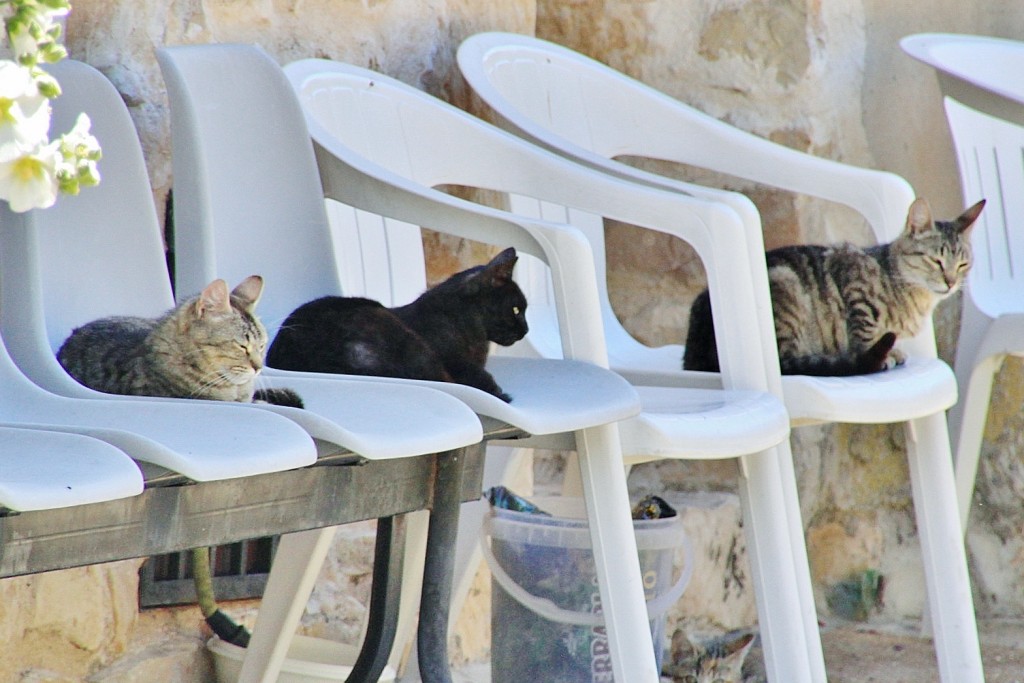 Foto: Gatitos - Palazuelos (Guadalajara), España