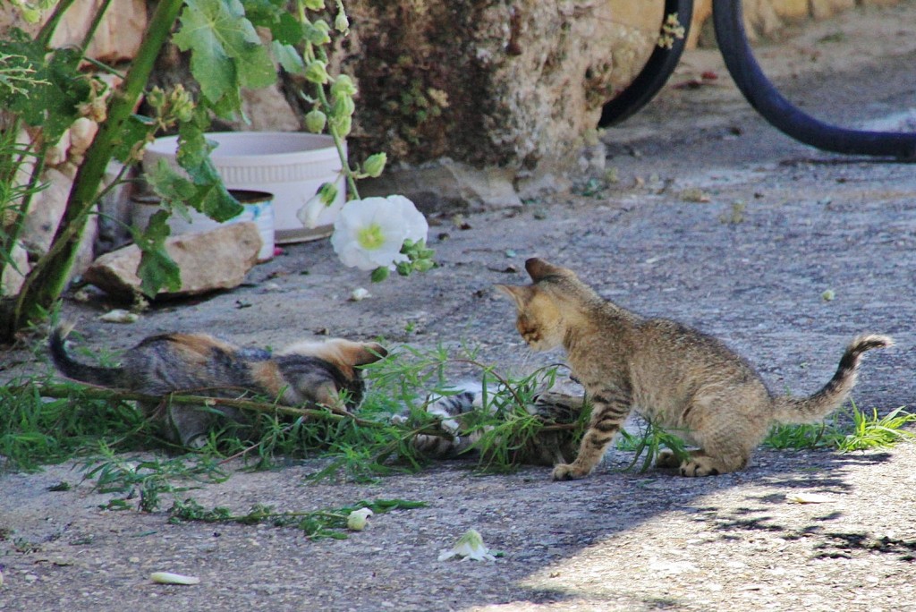 Foto: Gatitos - Palazuelos (Guadalajara), España