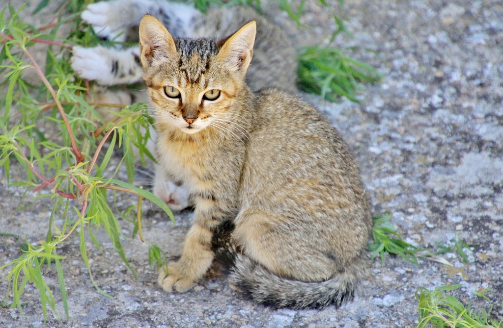 Foto: Gatito - Palazuelos (Guadalajara), España