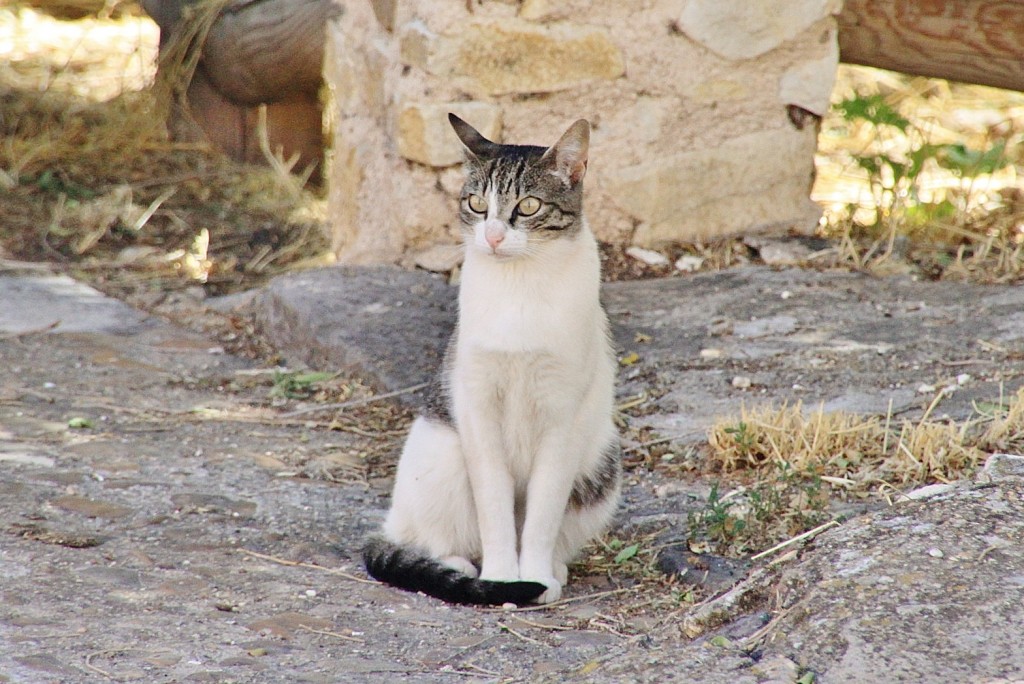 Foto: Gatito - Palazuelos (Guadalajara), España