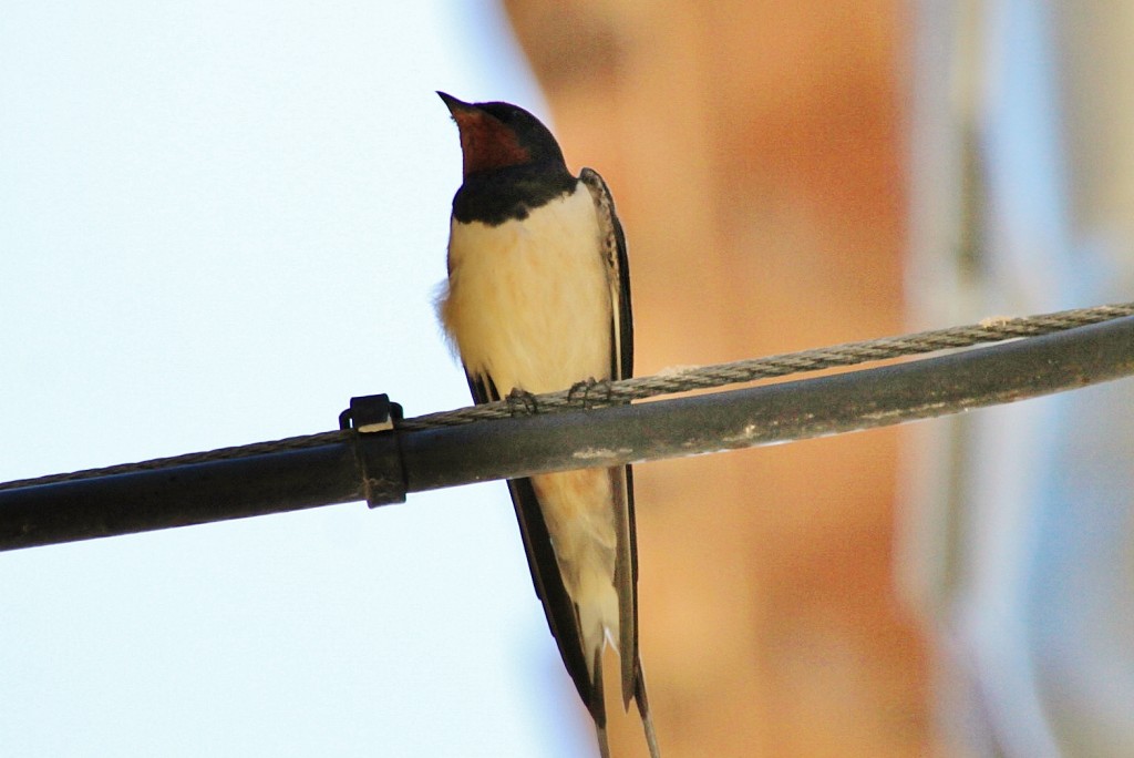 Foto: Golondrina - Sigüenza (Guadalajara), España