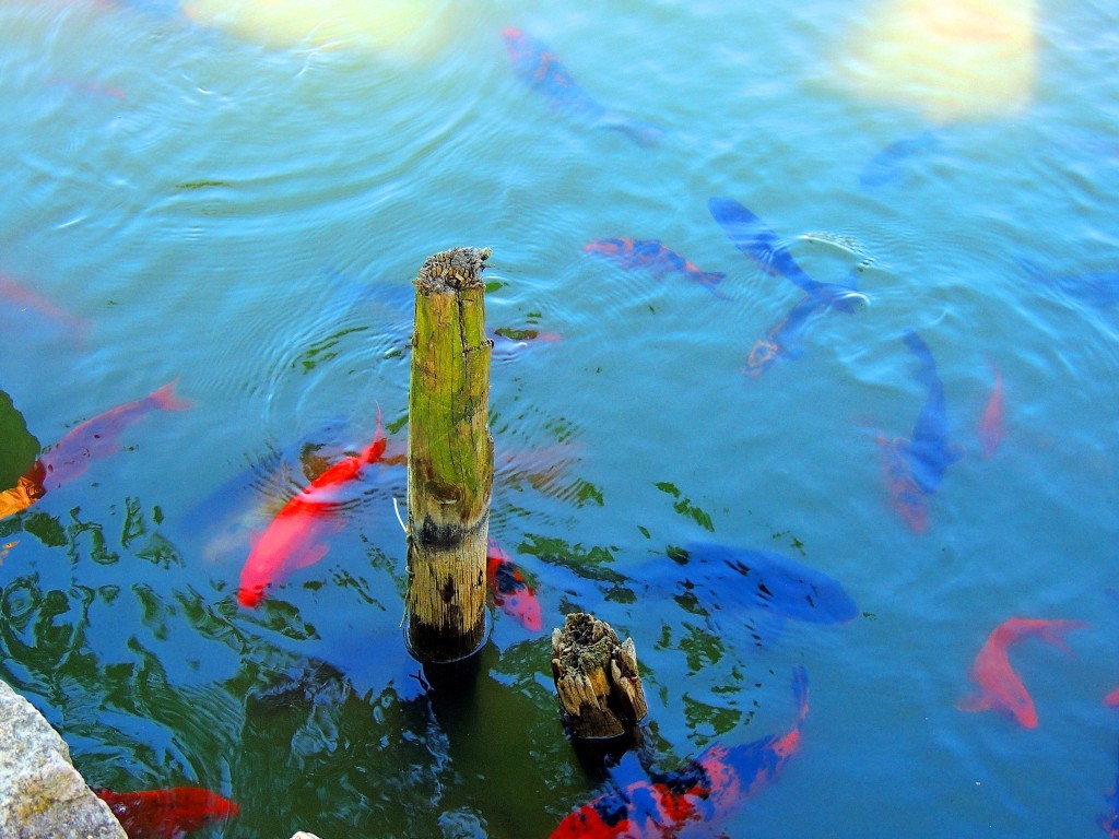 Foto de Bombarral (Leiria), Portugal