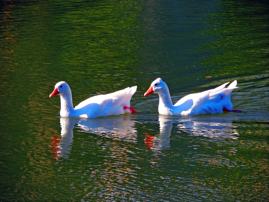 Foto de Bombarral (Leiria), Portugal