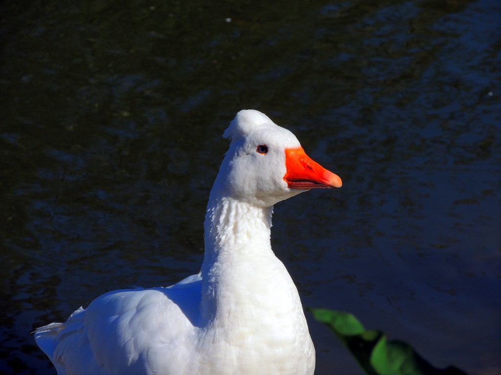 Foto de Bombarral (Leiria), Portugal