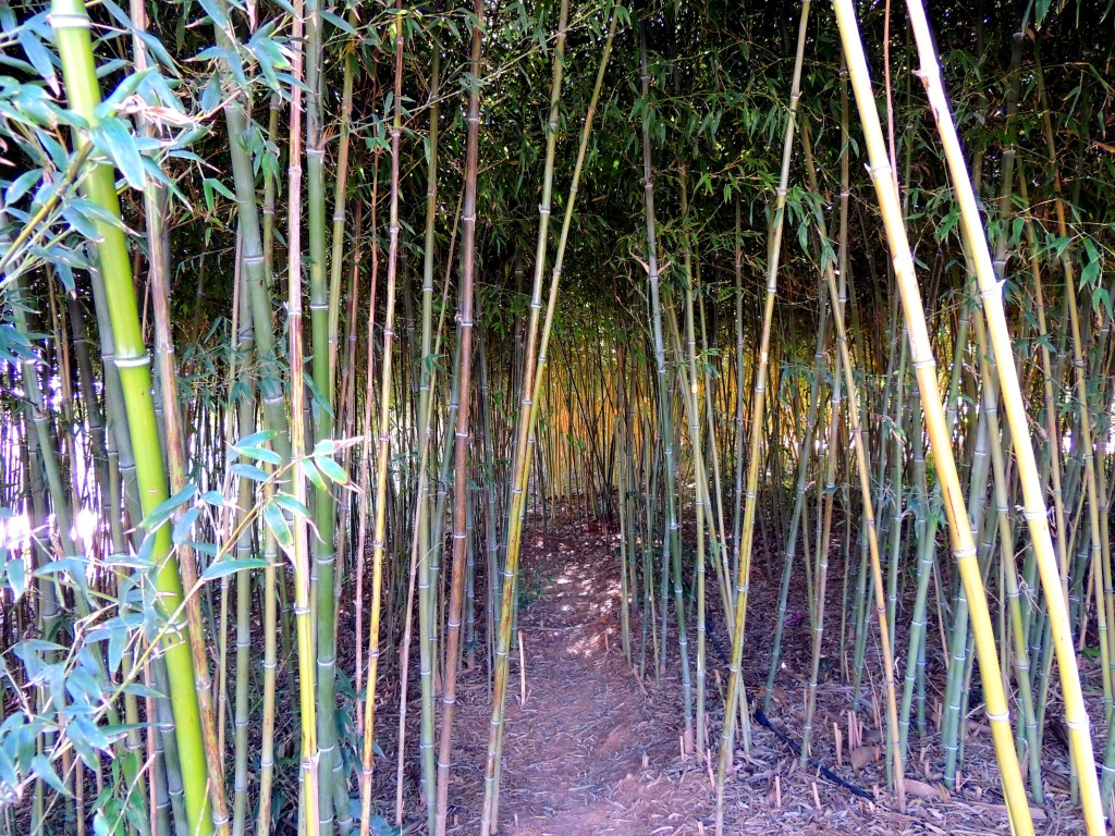 Foto de Bombarral (Leiria), Portugal