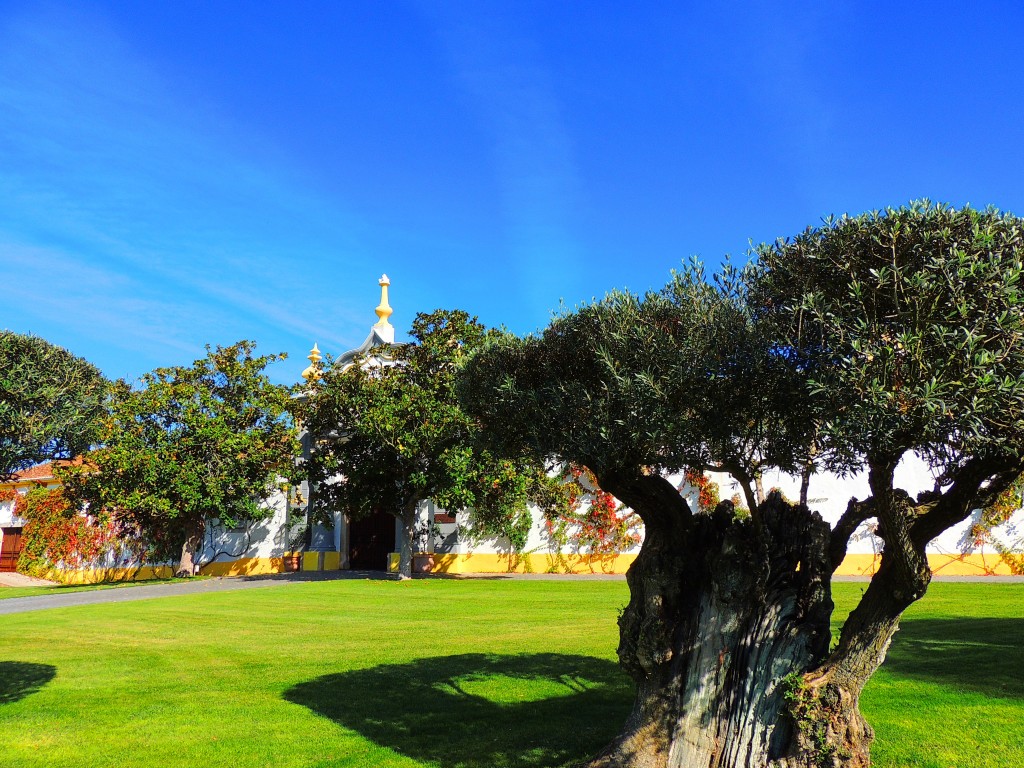 Foto de Bombarral (Leiria), Portugal