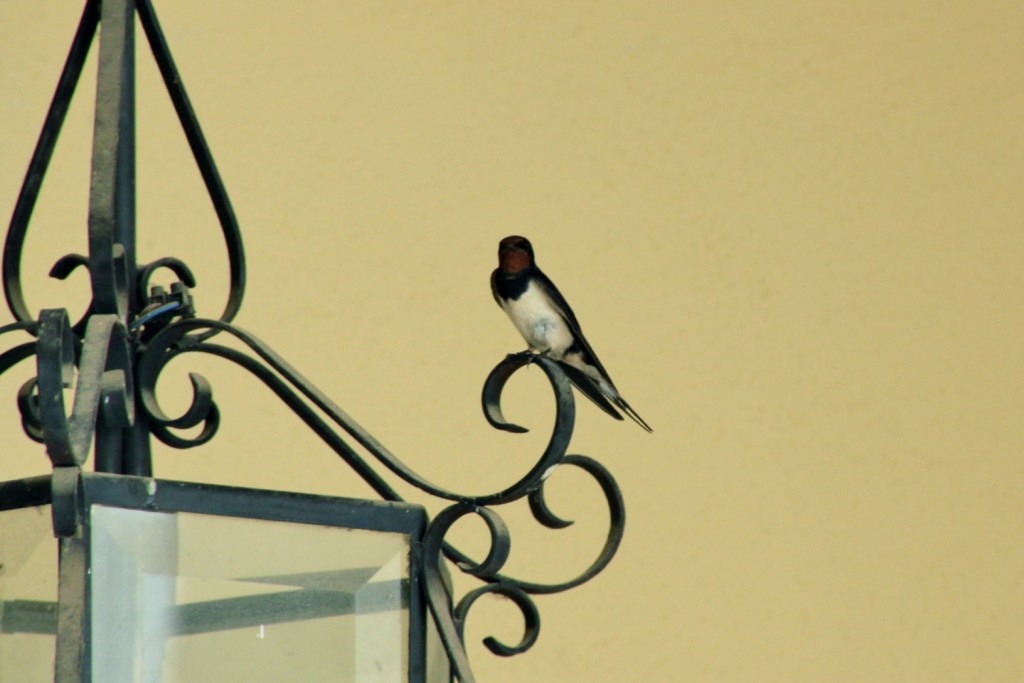 Foto: Golondrina - Guadalajara (Castilla La Mancha), España