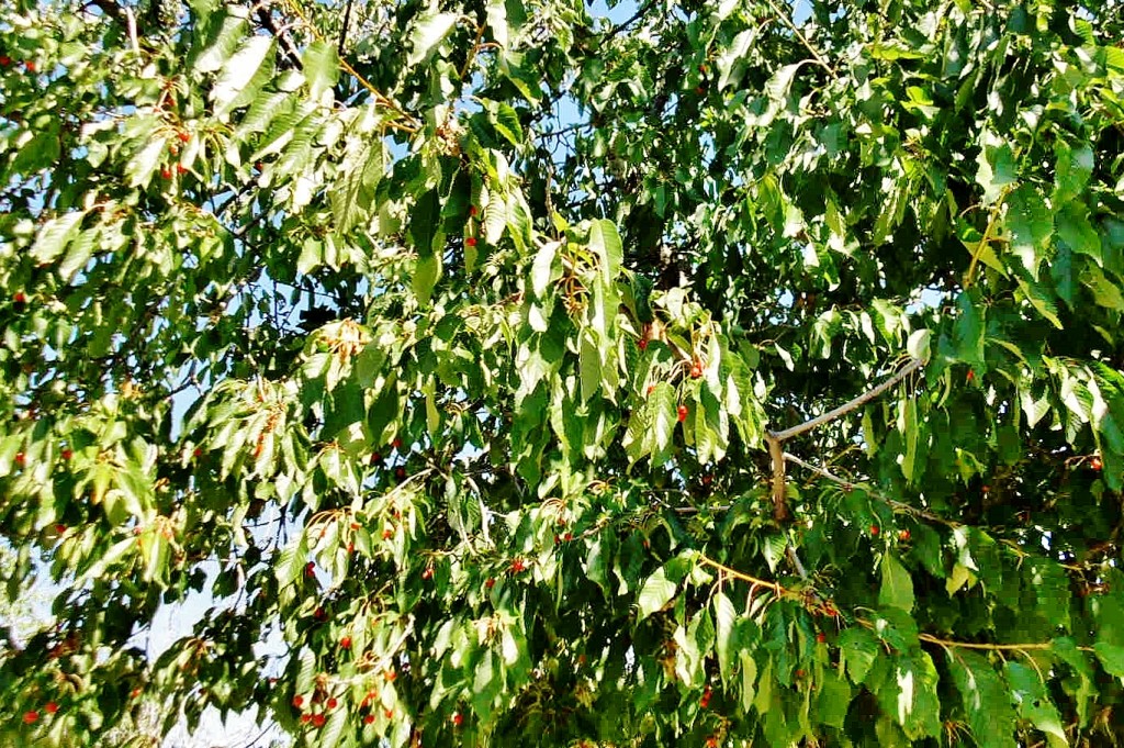 Foto: Cerezo - Campillo (Guadalajara), España