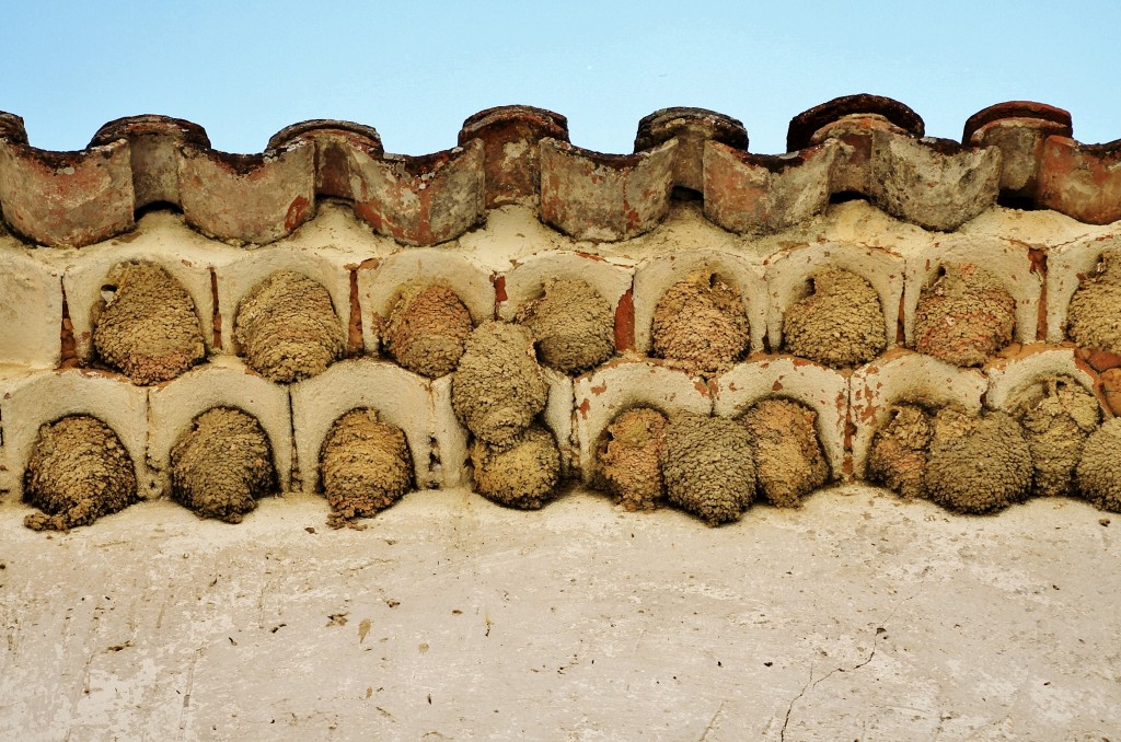 Foto: Nidos de golondrinas - Tamajón (Guadalajara), España