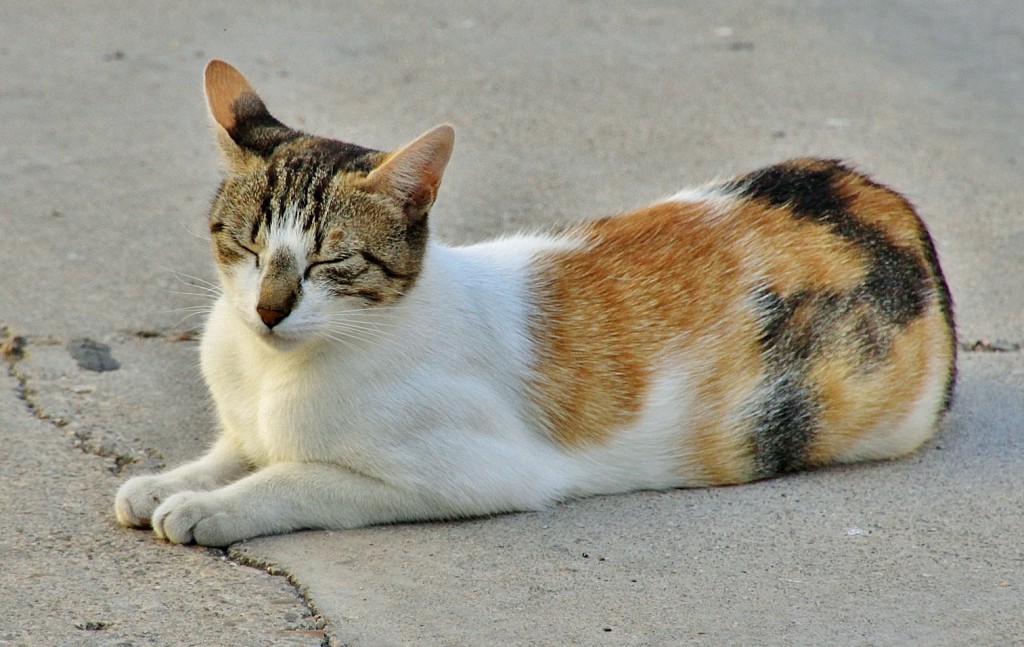 Foto: Gatito - Tamajón (Guadalajara), España