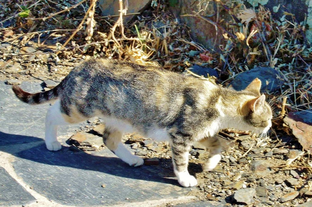 Foto: Gatito - Roblelacasa (Guadalajara), España