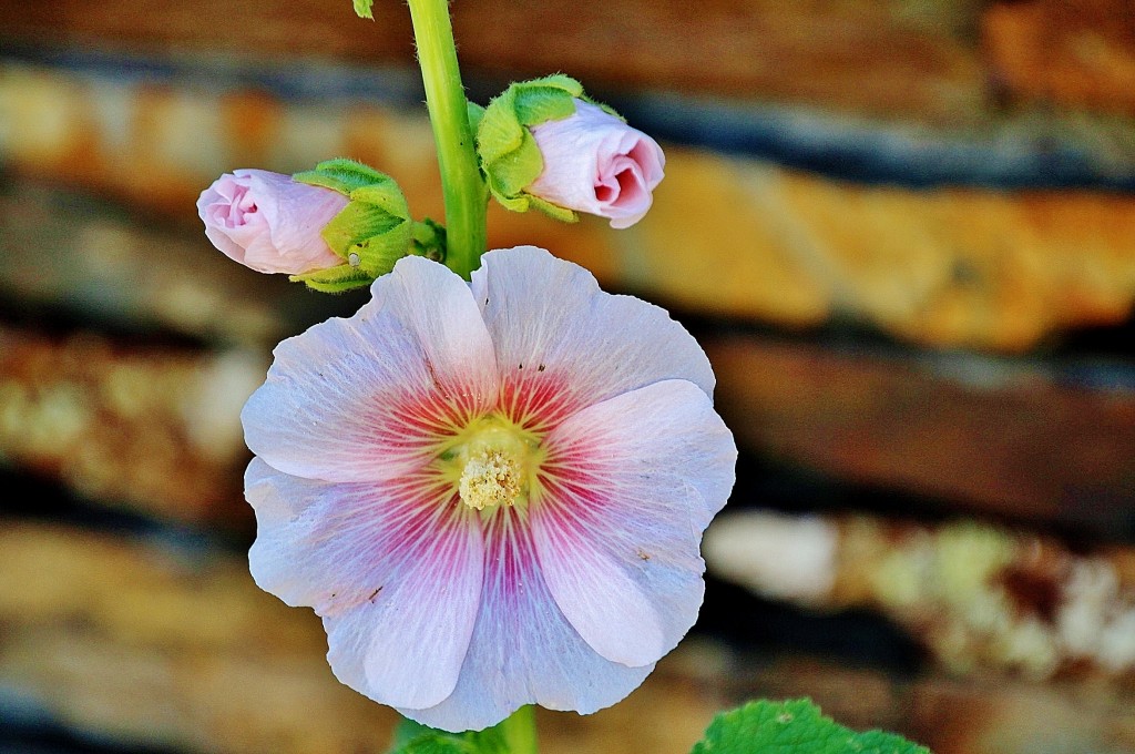 Foto: Un poco de color - Majaelrayo (Guadalajara), España