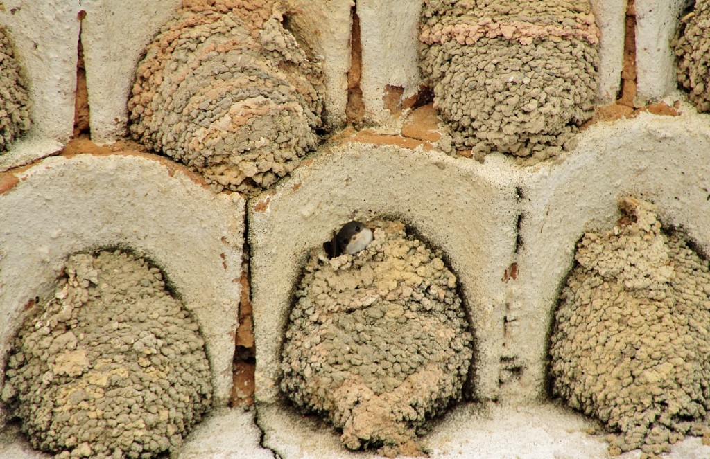 Foto: Nidos de golondrinas - Tamajón (Guadalajara), España