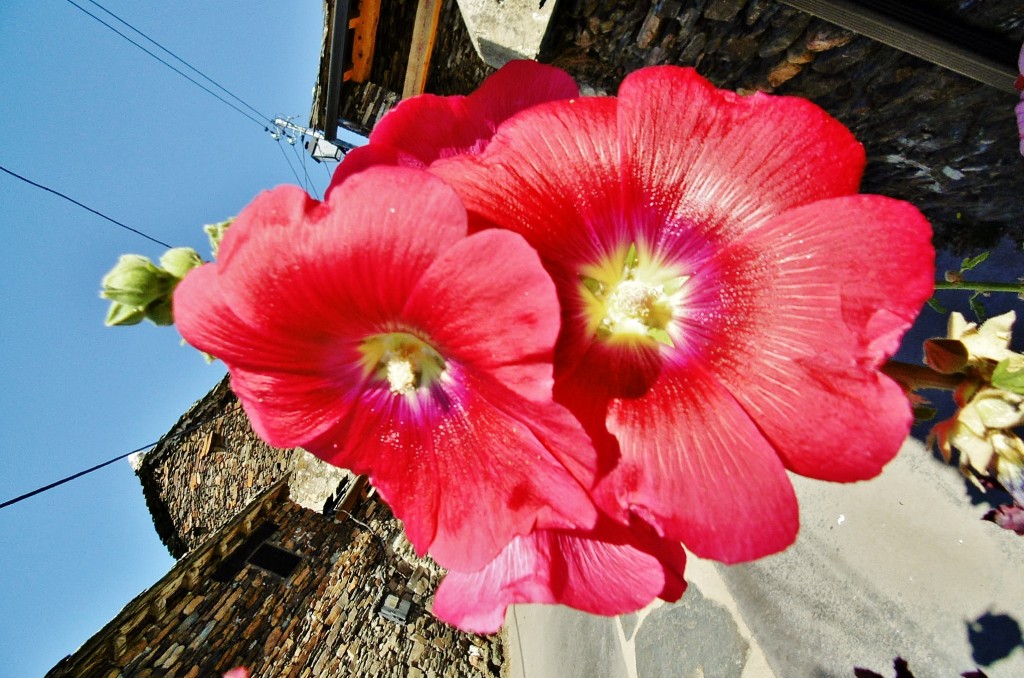 Foto: Un poco de color - Campillo de Ranas (Guadalajara), España