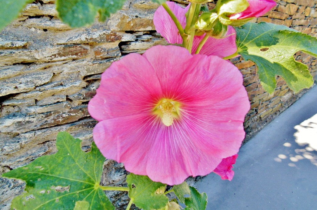 Foto: Un poco de color - Campillo de Ranas (Guadalajara), España