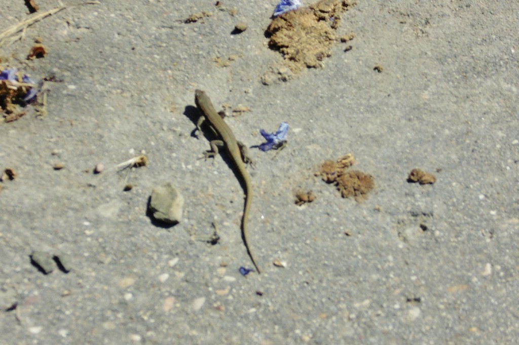Foto: Bichito - Campillo de Ranas (Guadalajara), España