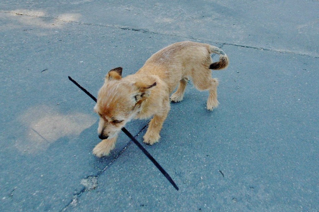 Foto: Perrito - Majaelrayo (Guadalajara), España