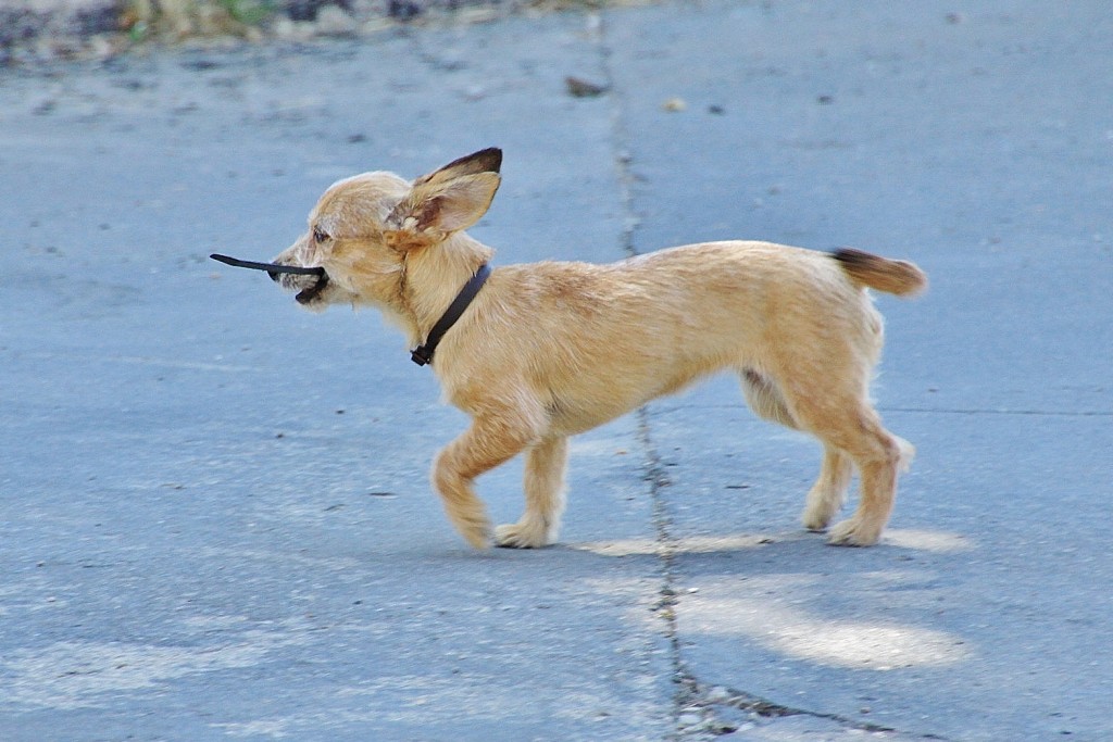 Foto: Perrito - Majaelrayo (Guadalajara), España