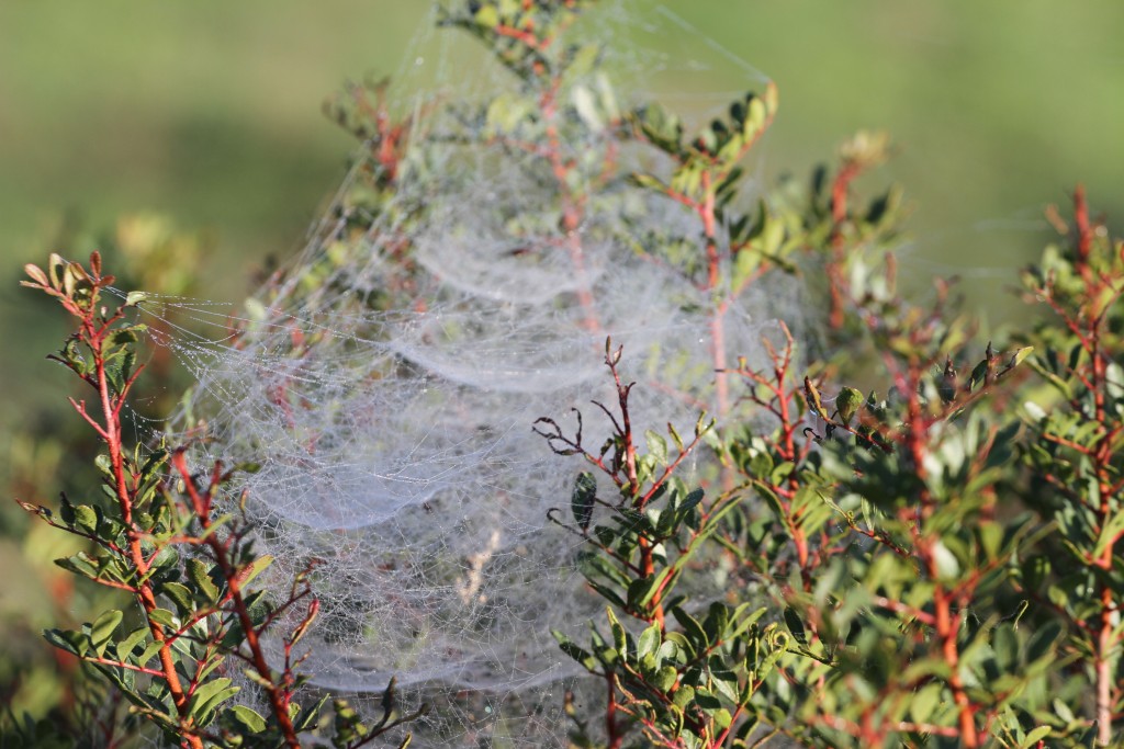 Foto de Cortes de la Frontera (Málaga), España
