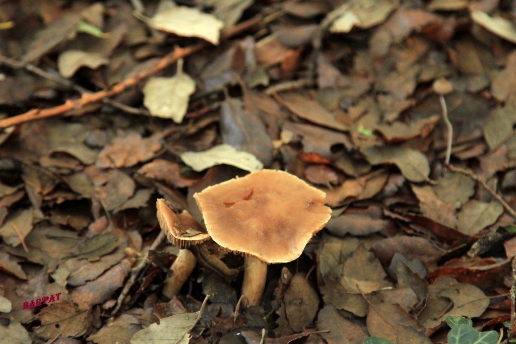 Foto de Cortes de la Frontera (Málaga), España
