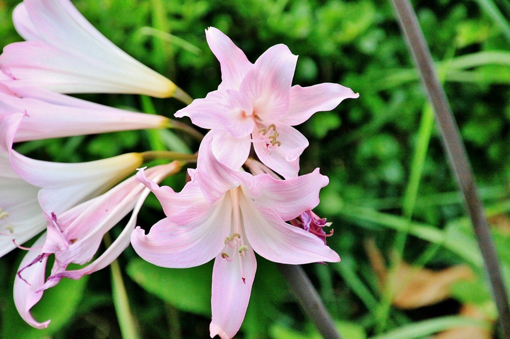 Foto: Casa da Insúa - Penalva do Castelo (Viseu), Portugal