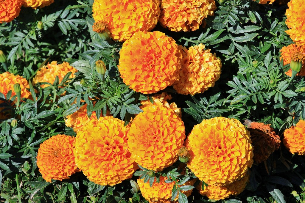 Foto: Un poco de color - Chaves (Vila Real), Portugal