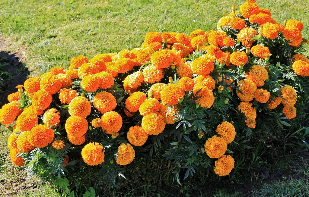 Foto: Un poco de color - Chaves (Vila Real), Portugal