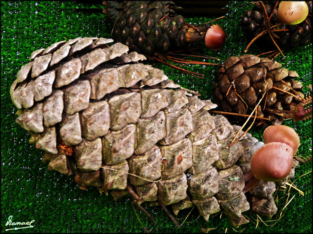 Foto: 161106-09 Exposicion De Setas - Zaragoza (Aragón), España