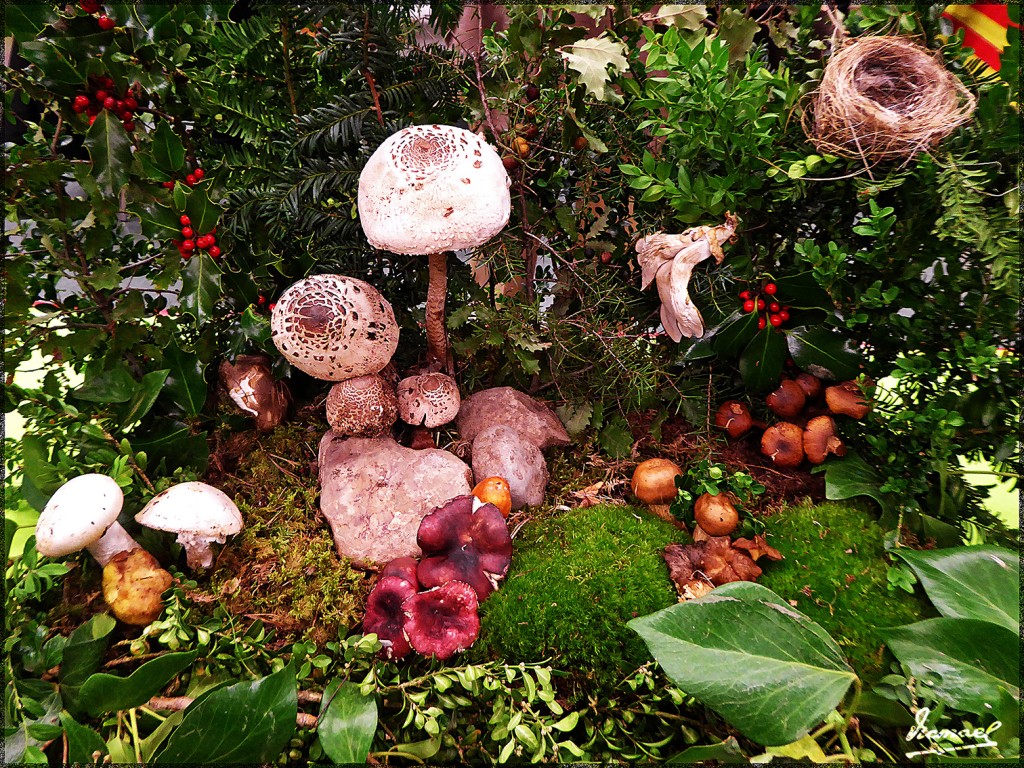 Foto: 161106-23 Exposicion De Setas - Zaragoza (Aragón), España