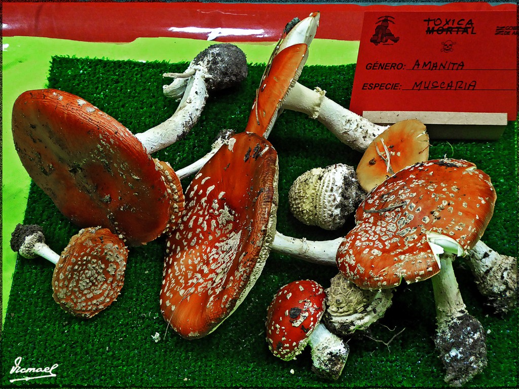 Foto: 161106-07 Exposicion De Setas - Zaragoza (Aragón), España