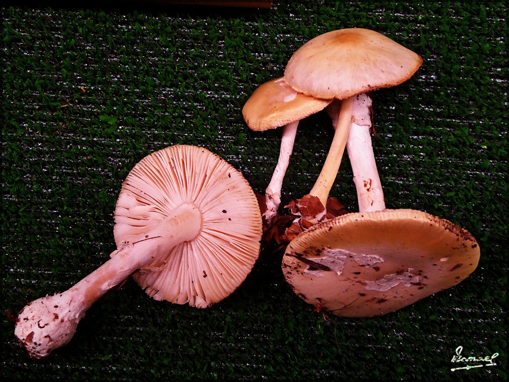 Foto: 161106-06 Exposicion De Setas - Zaragoza (Aragón), España