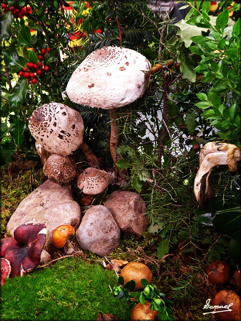 Foto: 161106-22 Exposicion De Setas - Zaragoza (Aragón), España