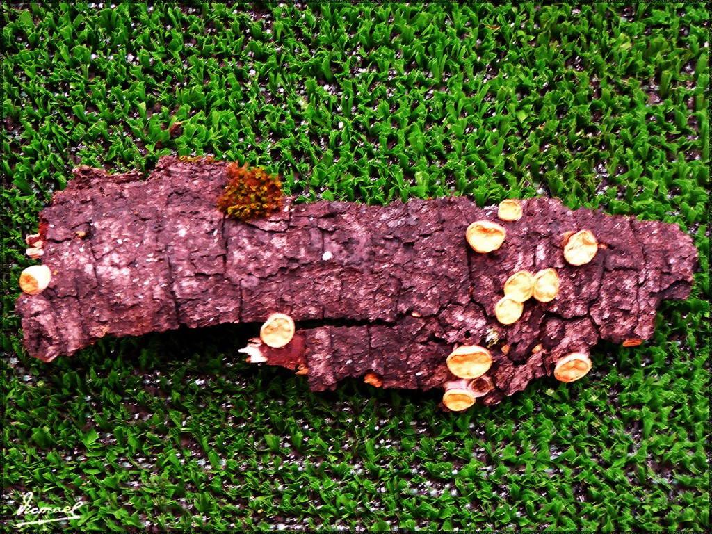 Foto: 161106-39 Exposicion De Setas - Zaragoza (Aragón), España