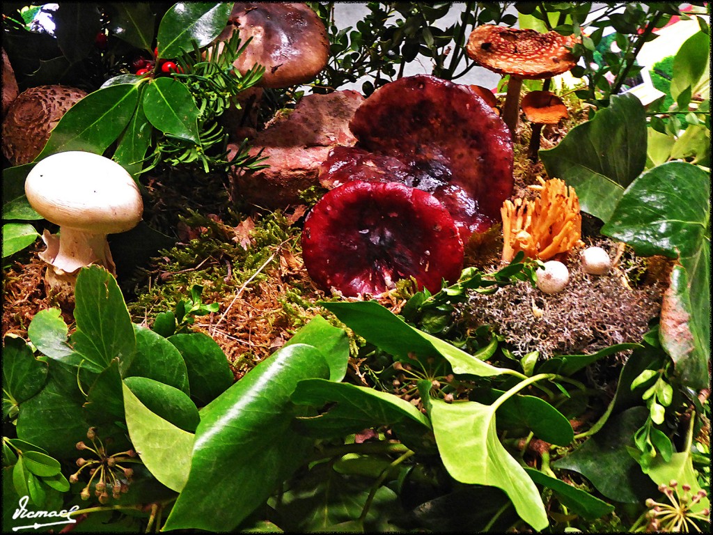 Foto: 161106-10 Exposicion De Setas - Zaragoza (Aragón), España