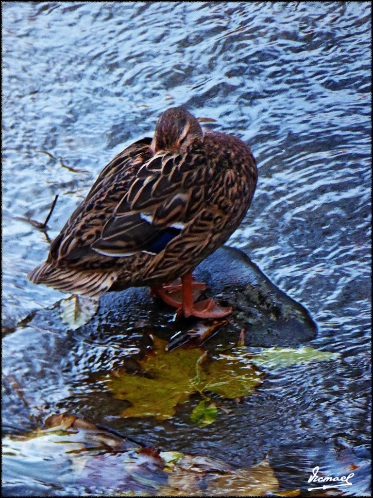 Foto: 161115-06 Zaragoza - Zaragoza (Aragón), España