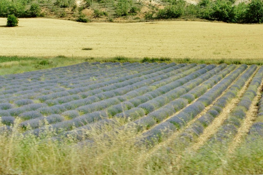 Foto: Paisaje - Brihuega (Guadalajara), España